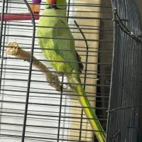 شاه طوطی اصلی