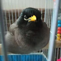 مرغ مینا ۱ سال و رام و اهلی سخنگو و زیبا و سالم