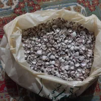 صدف تزئینی|صنایع دستی و سایر لوازم تزئینی|کرج, مصباح|دیوار