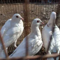 کبوتر|پرنده|فاضل آباد, |دیوار