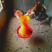 فروش  بوقلمون تخم گذار