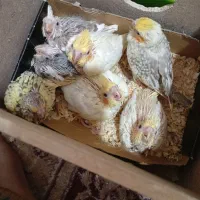 پرنده های دستی وسالم