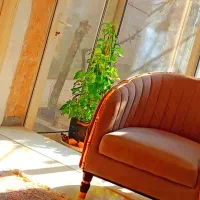 گل پتوس بزرگ