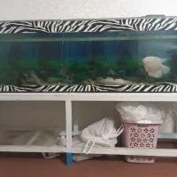 اکواریم همراه با پایه