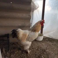 خروس امپراتور برهما