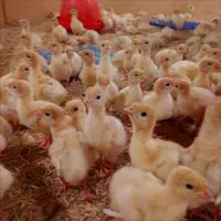 جوجه بوقلمون گوشتی بیوتی۶|حیوانات مزرعه|تنکابن, |دیوار