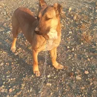 فروشی سگ سرابی ماده پنج ماهه نژاد اصل سرابی قیمت۳۰|سگ|شهریار, شهرک وائین|دیوار