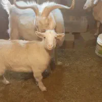 نر بز سانن و بره مغان