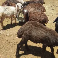 توقلی بره ماده آماده نگه داشتن 11 عدد