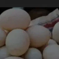 تخم اردک خوراکی بدون بو