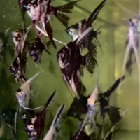 حراج فروش انواع ماهی گیاهخوار بمناسبت یلدا|ماهی|مشهد, سناباد|دیوار