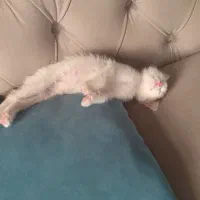 واگذاری بچه گربه دو ماهه ماده