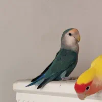 طوطی برزیلی نر