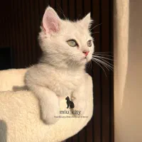 گربه بریتیش سیلور اصیل