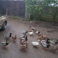 اردکهای پروازی کله سبزترین بالا|حیوانات مزرعه|رودبنه, |دیوار