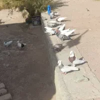 دانه ۳۰۰|حراج|قزوین, |دیوار