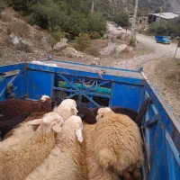 گوسفند زنده
