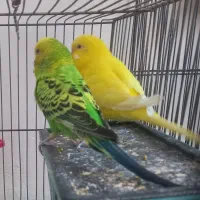 عروس هلندی .|پرنده|ساوه, |دیوار