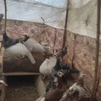 فروش کبوتر|حیوانات مزرعه|شاهین‌شهر, سعدی شمالی|دیوار