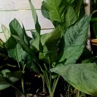 گلهای اپارتمانی زیبابرای روزمادر|گل و گیاه طبیعی|سمنان, |دیوار