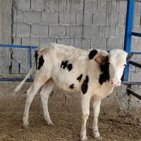 گوساله نر سیمنتال و درگ   گاو