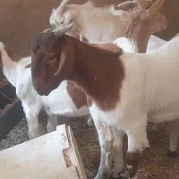 بزغاله بوئر