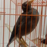 مینا پرنده