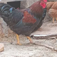خروس