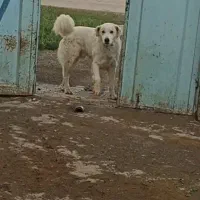 سگ گله ای نگهبانی