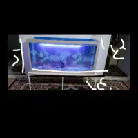 ماهی|ماهی|مشهد, رضاییه|دیوار