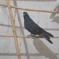 ۵عدد کفتر بوم