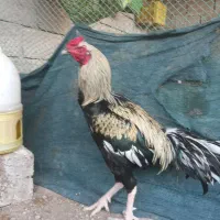 فروش مرغ وخروس لاری