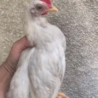 جوجه خروس ماشینی 3ماه