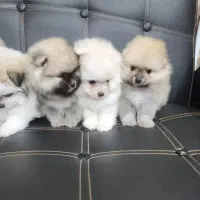 توله ژرمن بلک موبلند|سگ|شیراز, شهرک بزین|دیوار