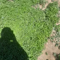 شیتیل گوچه فرنگی.
