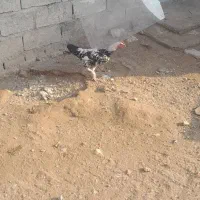 مرغ وخروس|حیوانات مزرعه|شاهین دژ, |دیوار