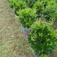 فروش تاکسوس، اناری،پالم واشنگتن و یاس توپی وصال ۴۲|گل و گیاه طبیعی|چابکسر, |دیوار