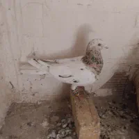 کبوتر سار هفت رنگ