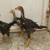 ۵تاجوجه لاری خارجی وارداتی