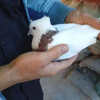 طوقی|پرنده|خرمشهر, |دیوار