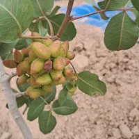پسته سبز بویین زهرا خشک  و برای خلال