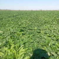 توت فرنگی سابرینا|گل و گیاه طبیعی|مزرعه کتول, |دیوار