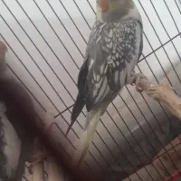 عروس هلند معاوضه با نر لوتینو|پرنده|دره شهر, |دیوار