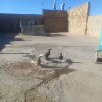 کبوتر اصفهانی دم سفید