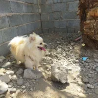 سگ پامر