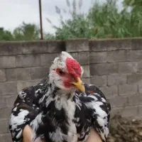 خروس گلین لری اصیل