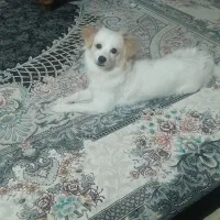 اشپیتز پامر ،دوساله وماده هستش|سگ|اصفهان, حسینآباد|دیوار