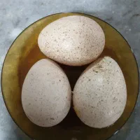 ۳عدد تخم بوقلمون نطفه دار