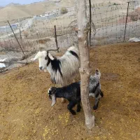 بز و بزغاله گوسفند|حیوانات مزرعه|سیوان, |دیوار