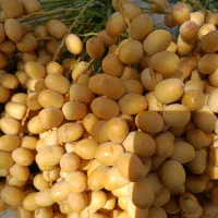 خارک رطب خرما برحی|خوردنی و آشامیدنی|تهران, آرژانتین|دیوار